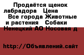 Продаётся щенок лабрадора › Цена ­ 30 000 - Все города Животные и растения » Собаки   . Ненецкий АО,Носовая д.